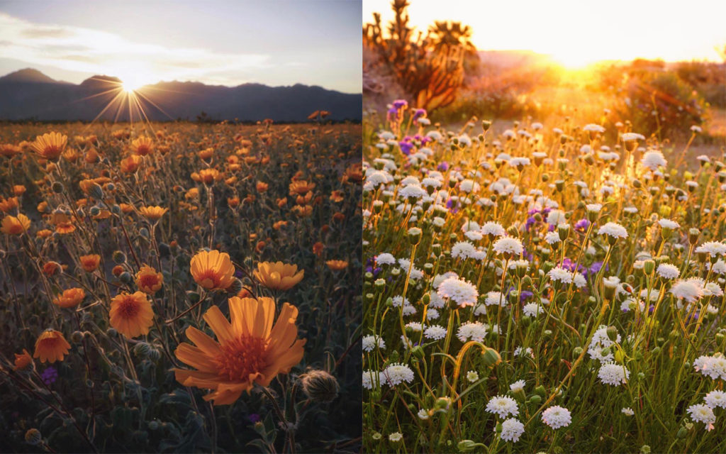 Anza Borrego Wildflowers